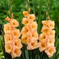 ���� ������2n