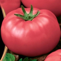 tomat-krupnoplodnyy-kistevogo-tipa-dlya-otkrytogo-grunta-znatnyy-tolstyak-f1