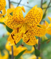 ����� ���������