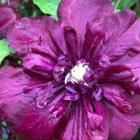 �������� �� III �������