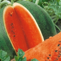 ����� �������