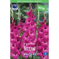 gladiolus-natan-1-w800-h800