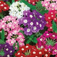 ������� ��������� ������� ����