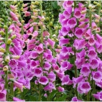 �������������������������������