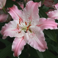 ����� ��������