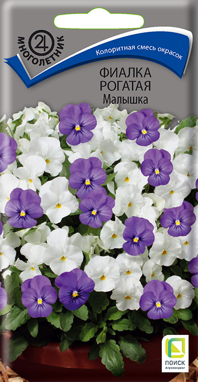 fialka_rogataya_malyshka
