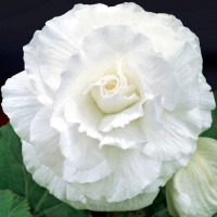 Begonia-Dubbel-Wit