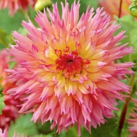 �������� ���������� ���������