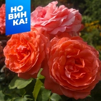 ���� �� ��