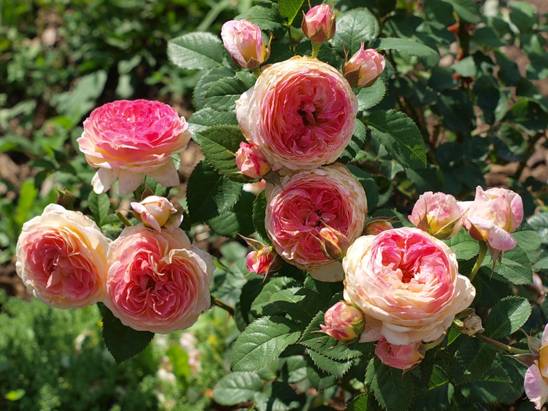 f1_be22061d-bc0d-428b-9d04-39e33b98b09d