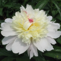 ������� ����