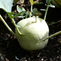 ������� �������� ������