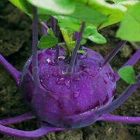 ������� �������� �������