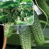 ogurec-kornishon-superpuchkovogo-tipa-zavyazey-samo-sovershenstvo-f1