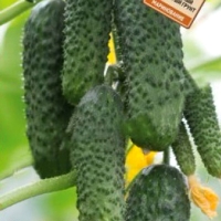 ������-������-���������-F1