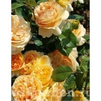 ���� �����