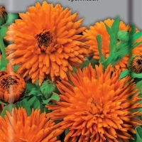 ��������� ����������� ������ ���������