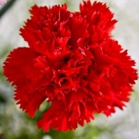 �������� ������� ���� �������