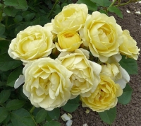 ������� �������