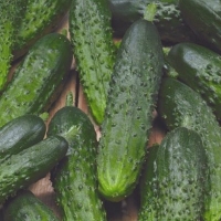 ���� ���������