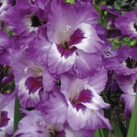 f1_8b700471-4d4e-490b-b440-cbcbeeb18fb8