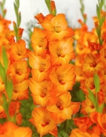 ����� �� ������