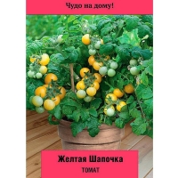 ����� ������ �������