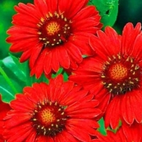 ��������� ��������