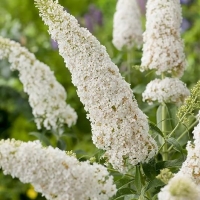 ������� ������ ����� �����