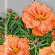 �������������������������������