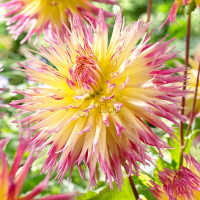 ������ ������