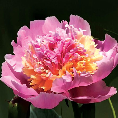 f1_2783150f-9f51-416f-a9cb-a29517e9d4c4