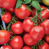 tomat-krupnoplodnyy-kistevogo-tipa-dlya-zakrytogo-grunta-marina-roscha-f1