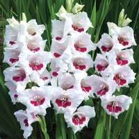 f1_bc4cbbe9-8ef4-44f7-ab09-86993ba1d36b