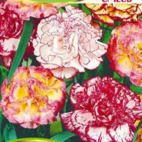 �������������������������������