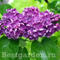 ������ ������������ ������ ����������