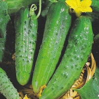 �������������������������������