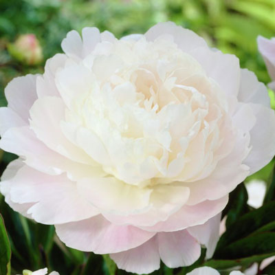 ���� ��������