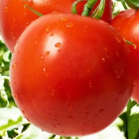 �����-����