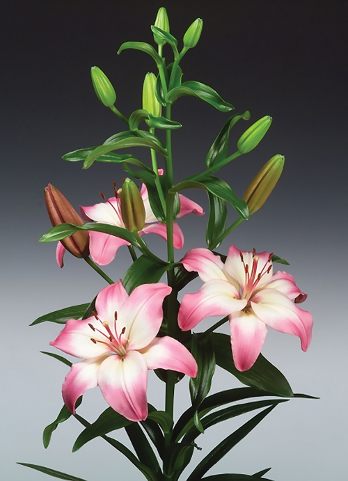 f1_d1161d09-550d-468f-a32a-ab1283d5c8a6