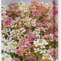 ������ ���������� ����� �������