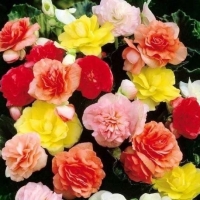 ������ �������� �����