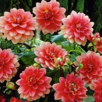 �������� �������� ����