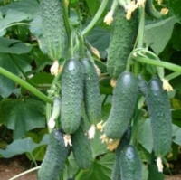 ������ �������� F1 5 ��. (���������) �20