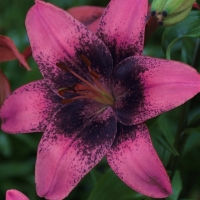 ����� ���� ����