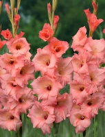 �������� ���j1