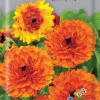 ��������� �������� ������ �����