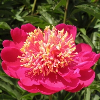 ������� ������