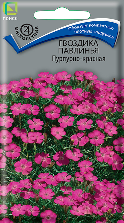 gvozdika_pavlinya_purpurno_krasnaya