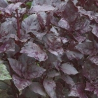 ������� ������� ������